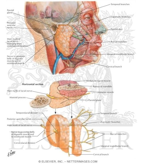 Branches Facial Nerve