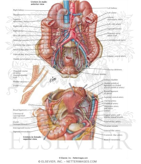 Anatomic Relations of Ureters
Ureters