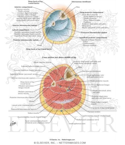 Leg: Cross Sections and Fascial Compartments