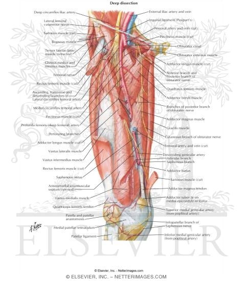 Arteries and Nerves of Thigh: Deep Dissection (anterior View)