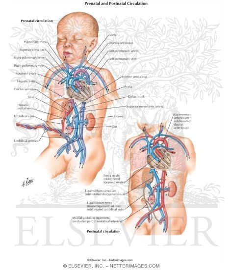 Prenatal and Postnatal circulation