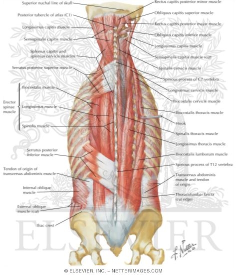 Muscles of Back: Intermediate Layers
Spenius and Erector Spinae Muscles