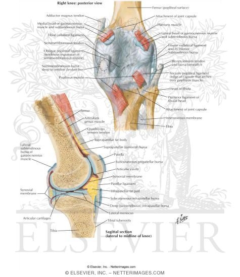 Right Knee: Posterior and Sagittal Views
Knee: Posterior and Sagittal Views
Knee Joint - Posterior and Sagittal section