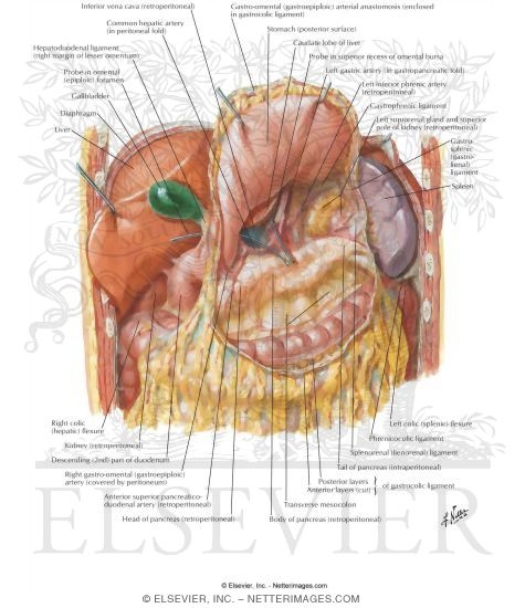 Omental Bursa: Stomach Reflected