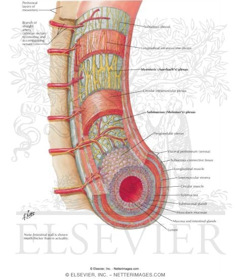 Intrinsic Autonomic Plexuses of Intestine: Schema