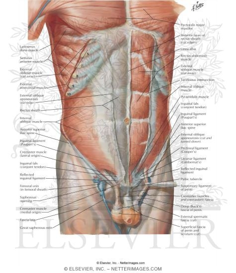 Anterior Abdominal Wall: Intermediate Dissection
Anterolateral Abdominal Wall