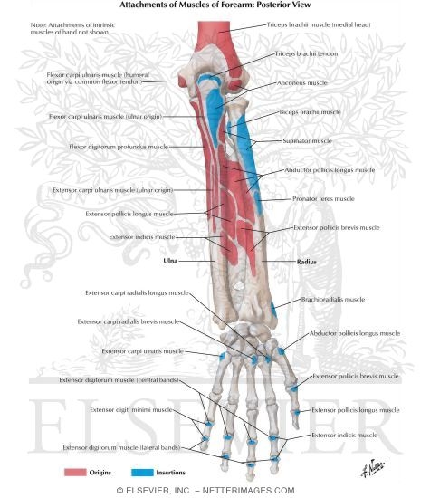 Attachments of Muscles of Forearm: Posterior View