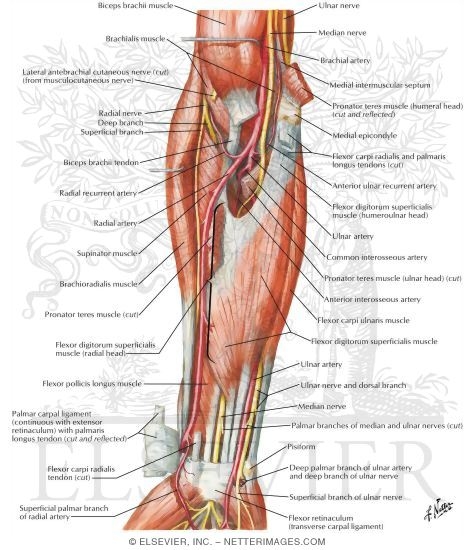 Muscles of Forearm (Intermediate Layer): Anterior View