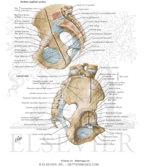 Bones and Ligaments of Pelvis