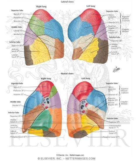 Bronchopulmonary Segments