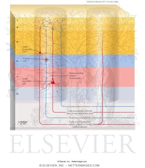Sensory Cortex Vertical Columns