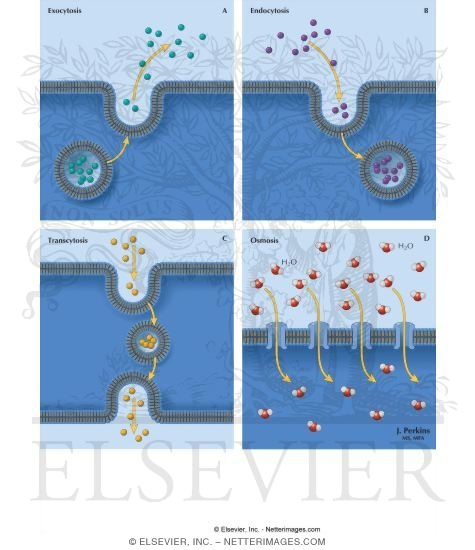 Membrane Transport: II