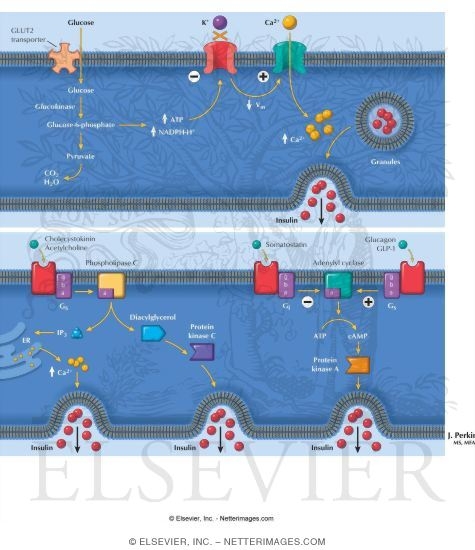 Insulin Secretion