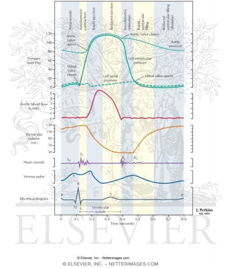 Cardiac Cycle