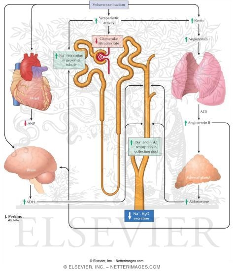 General Considerations: Volume Homeostasis