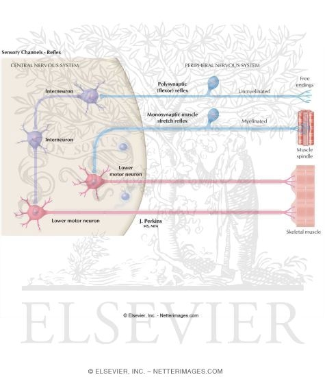 Sensory Channels: Reflex