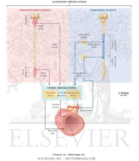 Integration of Autonomic and Enteric Nervous Systems