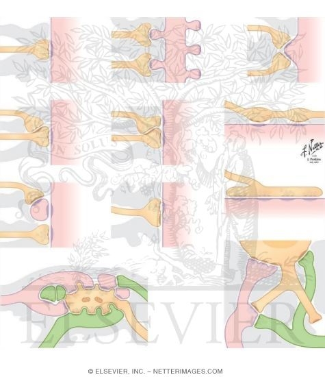 Types of Synapses