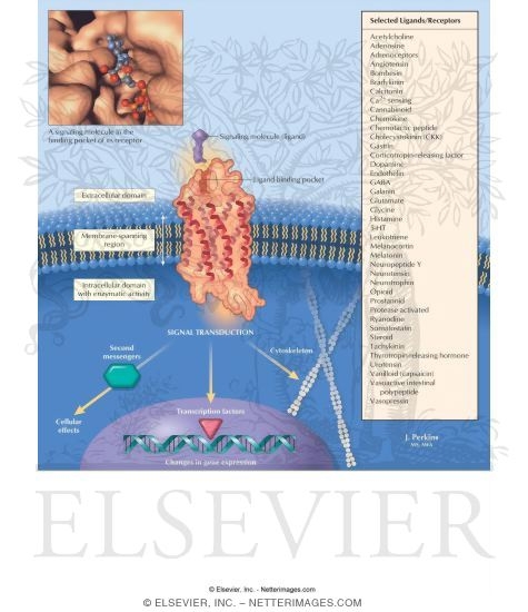 Receptors and Signaling