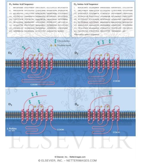 Receptor Subytpes