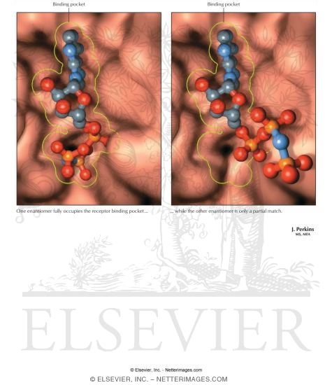 Stereochemistry and 3-Dimensional Fit