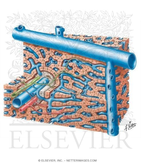 Liver Structure: Schema