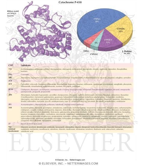 Cytochrome P-450 (CYP450)