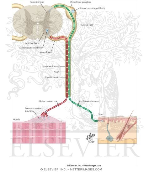 somatic nervous system. The somatic nervous system