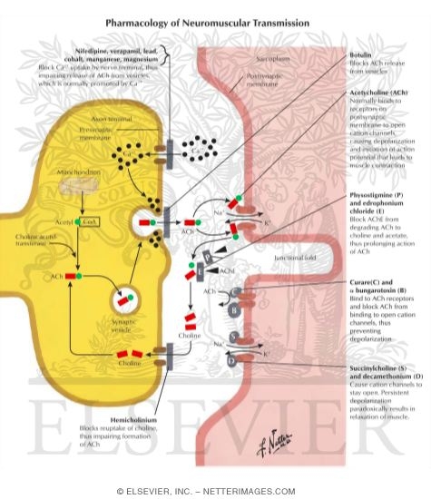 Pharmacology of Neuromuscular Transmission