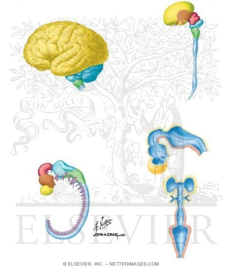Development of the Nervous System