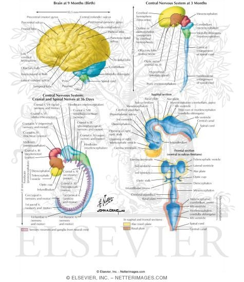 embryology development of nervous system
