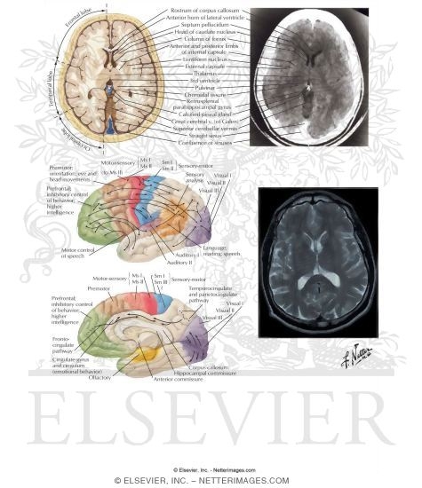 Functional Correlations and Visualization of Brain Structures
