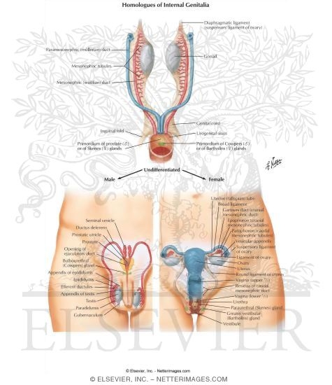 Homologues of Internal Genitalia