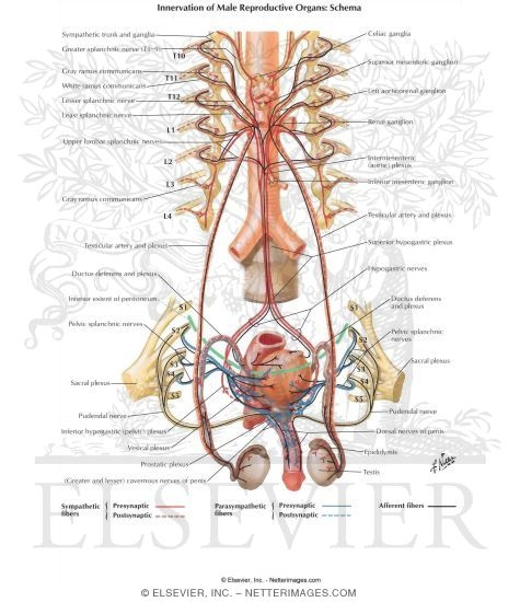 Innervation of Male Reproductive Organs: Schema
