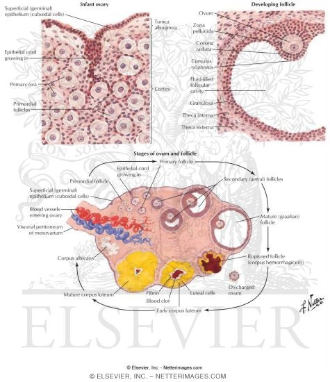 Ovarian Structures and Development