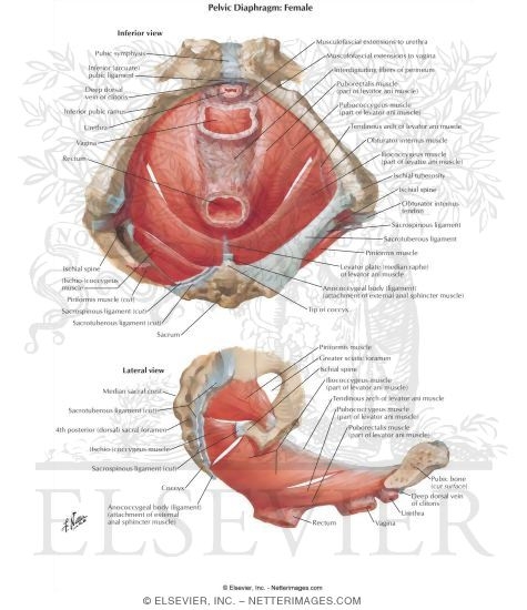Pelvic Diaphragm: Female
