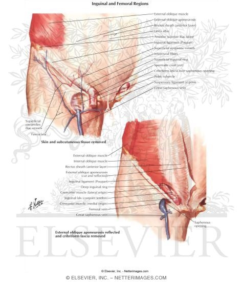 Inguinal and Femoral Regions