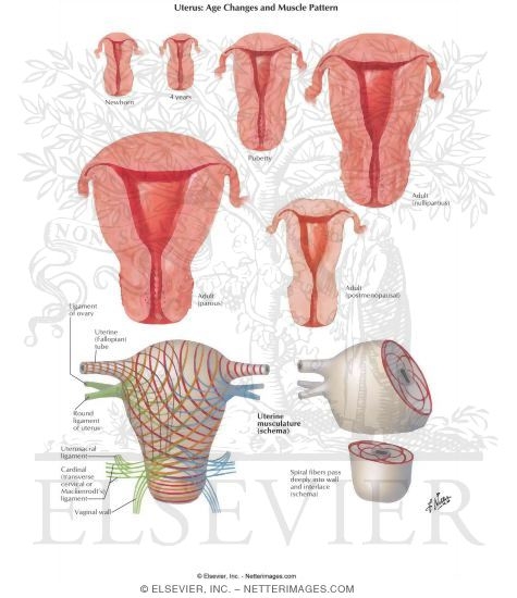 Uterus: Age Changes and Muscle Pattern