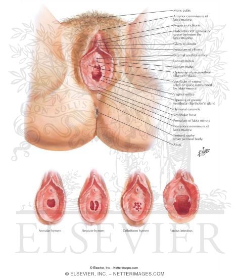 External Genitalia
Perineum and External Genitalia (Pudendum or Vulva)
