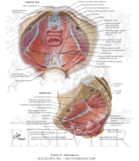 Pelvic Diaphragm II - From Above
Pelvic Diaphragm: Female