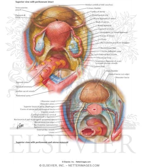 Pelvic Viscera