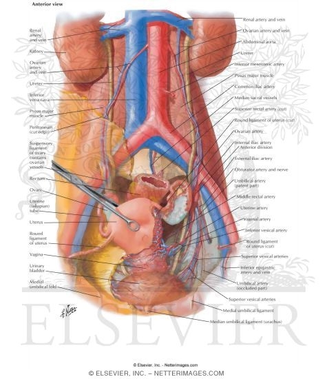 arteries and veins of neck. Arteries and Veins of Pelvic