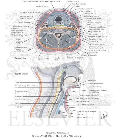 Fascial Layers of Neck
