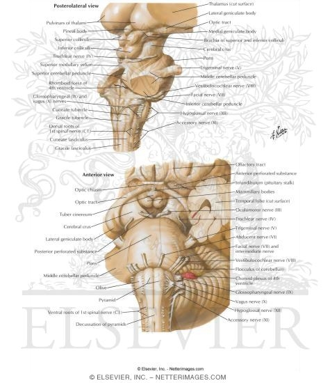 Trochlear Nerve (CN IV)