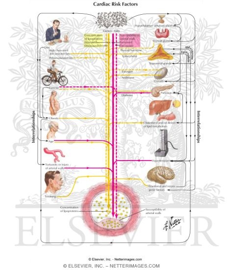 Cardiac Risk Factors