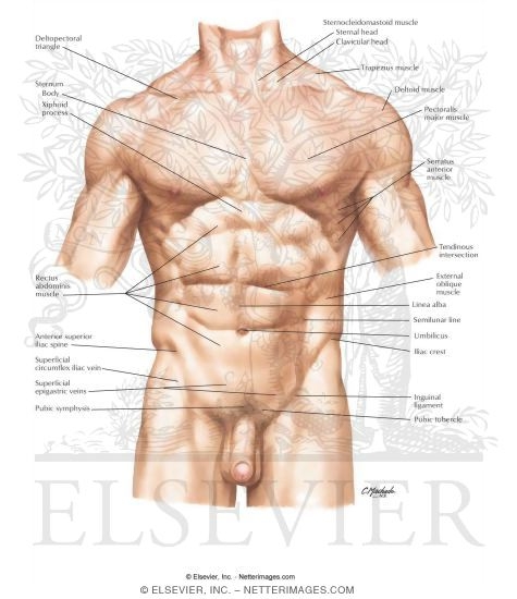 Human Abdomen Anatomy