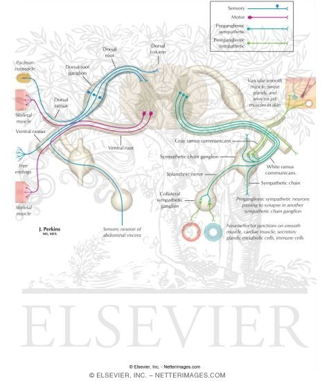 Schematic of the Spinal Cord with Sensory, Motor, and Autonomic Components of Peripheral Nerves