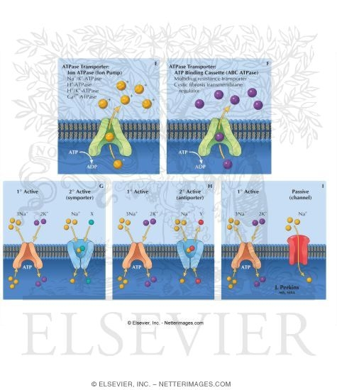 Membrane Transport: I