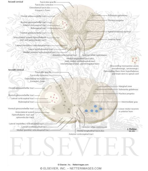 Spinal Cord Levels: Cervical