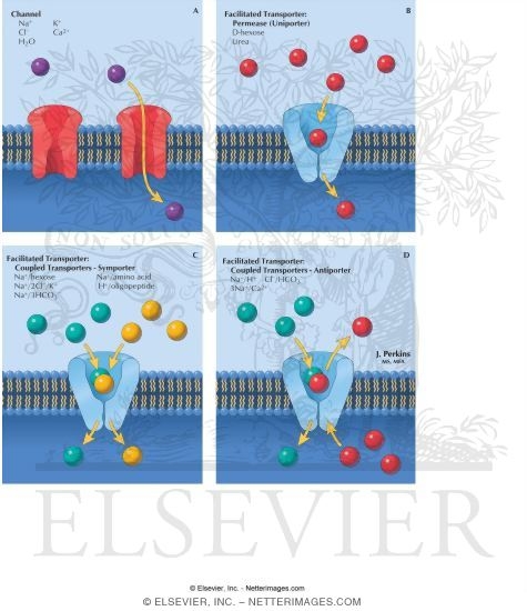 Membrane Transport: I